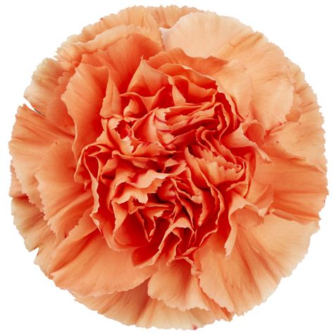 selecta hermes|Carnation Cuttings .